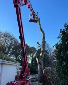 Tree surgeon in Darlington doing a tree removal