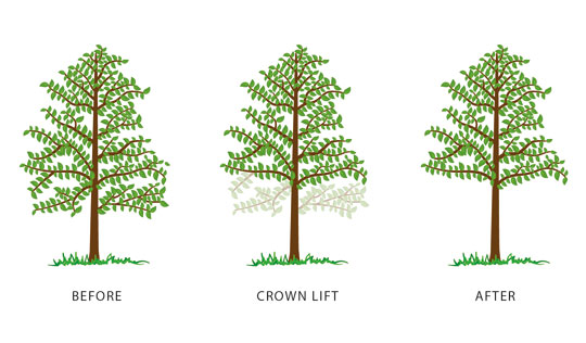 infographic demonstrating the before and after of crown lifting.