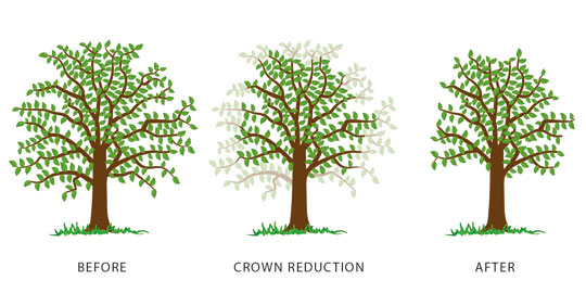 infographic demonstrating the before and after of crown reduction 