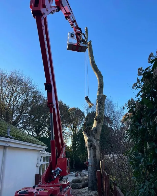Tree surgeon Blackwell doing a tree removal