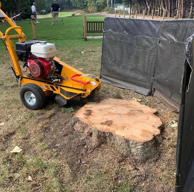 stump removal Harrowgate Hill