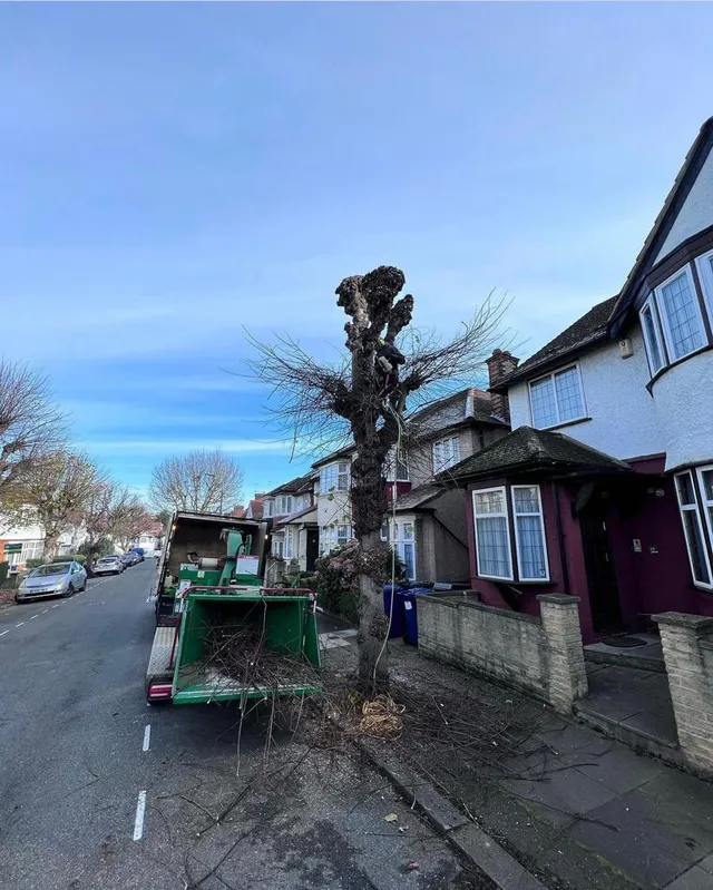 Tree being cut in urban roads of Darlington