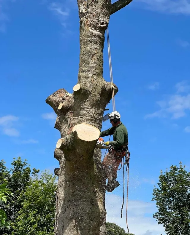 Our tree surgeon completing a tree removal in darlington